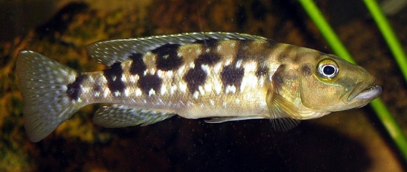 Lepidiolamprologus elongatus
